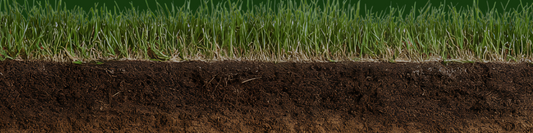 Understanding Thatch: What It Is and How to Manage It