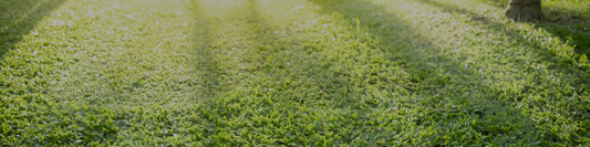 November Lawn Care Guide