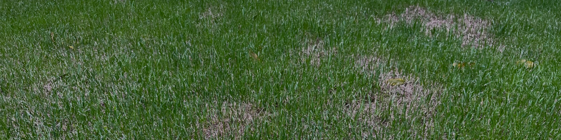 Heat Stress vs Fungus: Why Your Lawn Has Brown Patches
