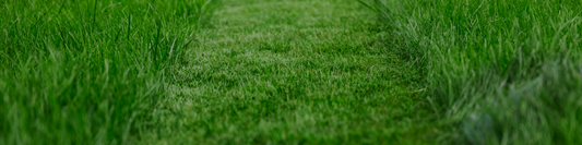 How Short Is Too Short? Finding the Right Lawn Length for You