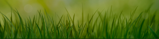 October Lawn Care Guide