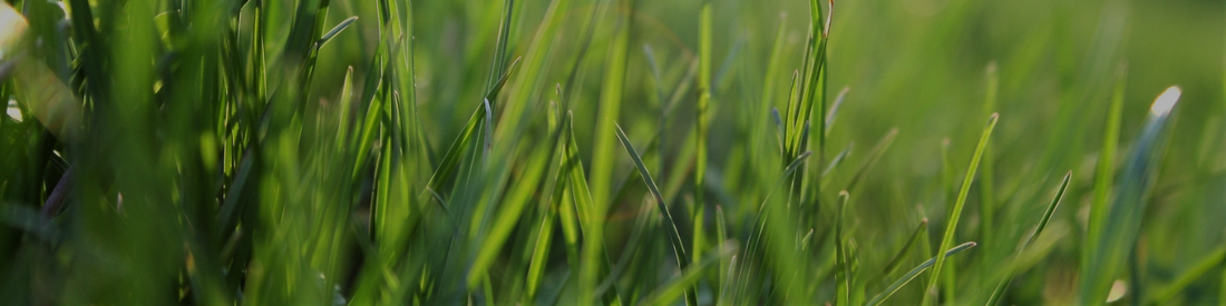 September Lawn Care Guide