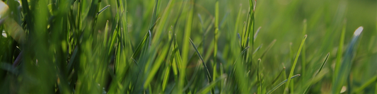 September Lawn Care Guide