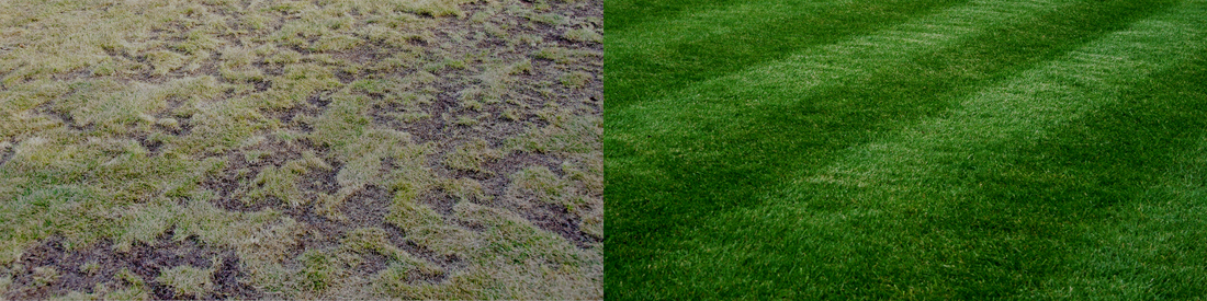 How to Renovate Your Lawn Step-by-Step