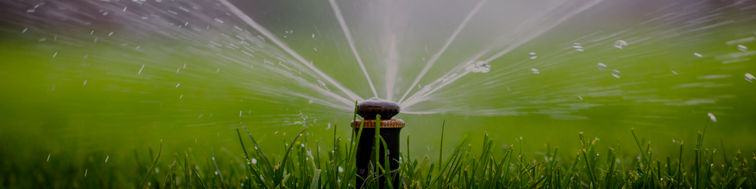 Summer Watering Guide: How Much, How Often, and When
