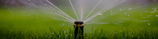 Summer Watering Guide: How Much, How Often, and When