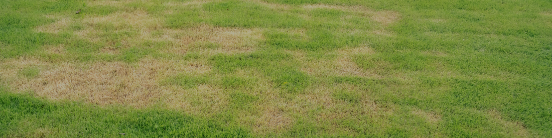 Does Your Lawn Need Renovation? How to Tell (and When to Plan It)