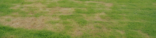 Does Your Lawn Need Renovation? How to Tell (and When to Plan It)