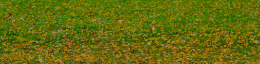 April Lawn Care Guide