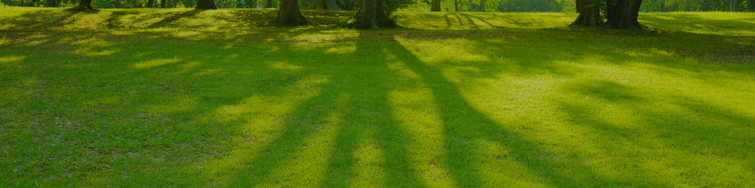 January Lawn Care Guide