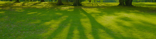 January Lawn Care Guide