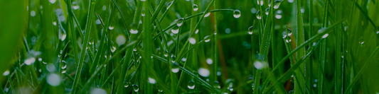 July Lawn Care Guide for New Zealand: Mid-Winter Lawn Tips