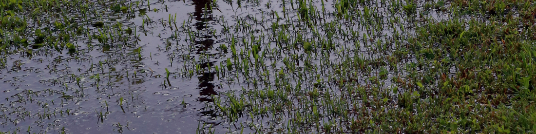 How to Look After Your Lawn During a Wet Winter