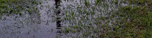 How to Look After Your Lawn During a Wet Winter