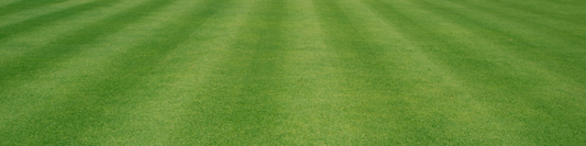 How to Read Your Lawn: What It’s Telling You (and What to Do Next)