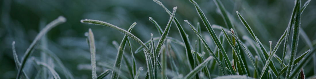 Winter Lawn Care Guide