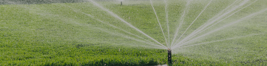 Does Your Lawn Actually Need Water? A Beginner’s Guide