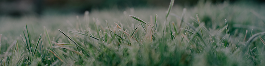 August Lawn Care Guide