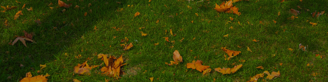Autumn Lawn Care Guide