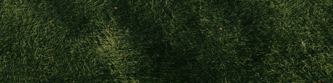 June Lawn Care Priorities: Manage Winter Conditions
