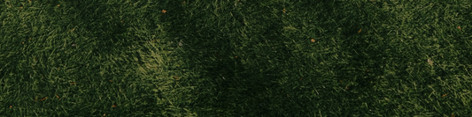June Lawn Care Priorities: Manage Winter Conditions